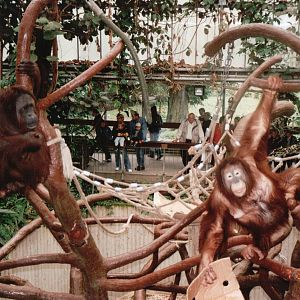 Krefeld Zoo 2002 - Bornean Orangutans