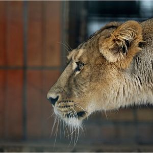 Asian lioness at Tierpark Berlin