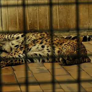 Chinese leopard at Tierpark Berlin