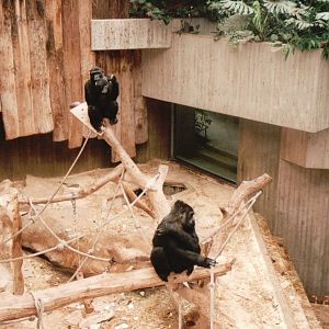 Krefeld Zoo 2002 - Indoor Gorilla exhibit
