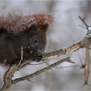 Squirrel at Tierpark Berlin