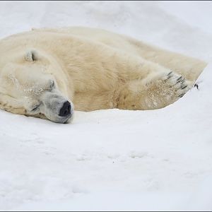 Polarbear at Tierpark Berlin