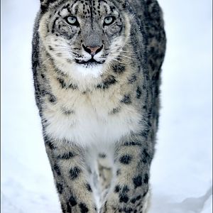 Snowleopard at Tierpark Berlin