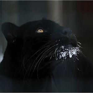 Jaguar at Tierpark Berlin
