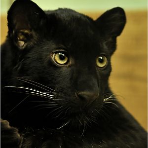 Black leopard at Tierpark Berlin
