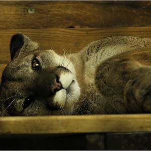 Montana-Puma at Tierpark Berlin