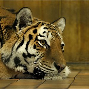Sibirian tiger at Tierpark Berlin