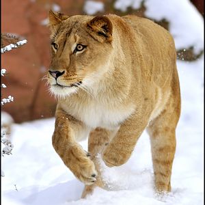 Barbary lioness at Hannover Zoo