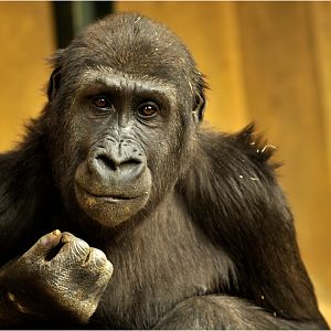 Gorilla at Hannover Zoo