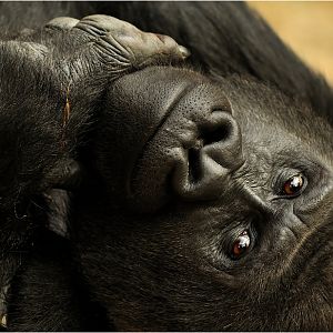 Gorilla at Hannover Zoo
