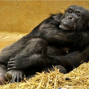Chimp at Hannover Zoo