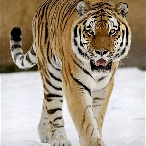 Sibirian tiger at Hannover Zoo