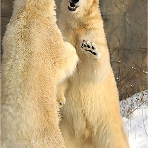 Polarbears at Hannover Zoo