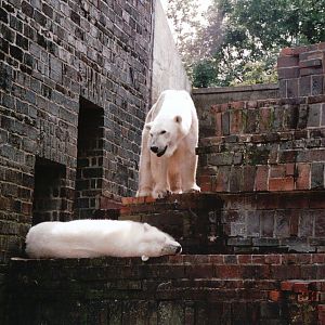 Leipzig Zoo 2002 - Polar Bears