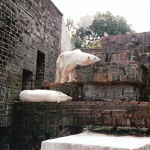 Leipzig Zoo 2002 - Polar Bears