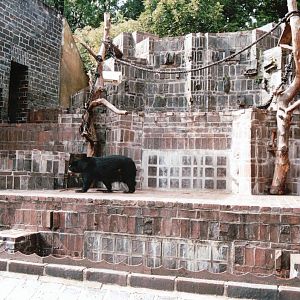 Leipzig Zoo 2002 - Spectacled Bear exhibit