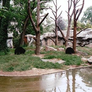 Leipzig Zoo 2002 - New exhibit for Sloth Bears