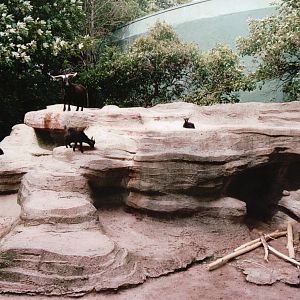 Leipzig Zoo 2002 - Pigmy Goat exhibit