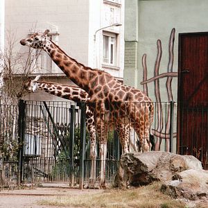Leipzig Zoo 2002 - Rothschilds Giraffes