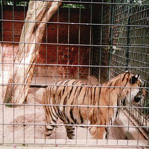 Leipzig Zoo 2002 - Amur Tiger