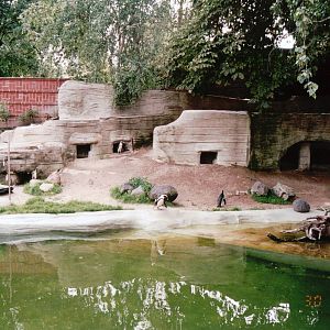 Leipzig Zoo 2002 - Jackass Penguin exhibit