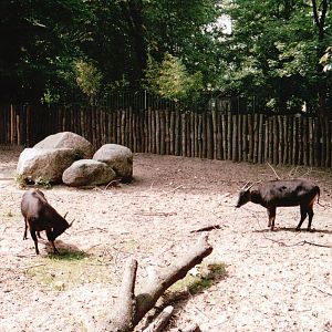 Leipzig Zoo 2002 - Lowland Anoa exhibit