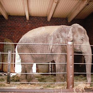 Leipzig Zoo 2002 - Asiatic Elephant indoor exhibit