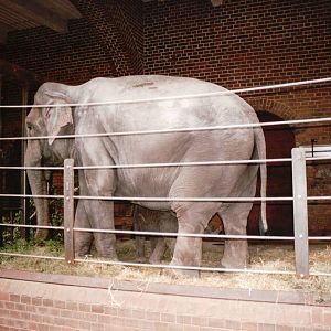 Leipzig Zoo 2002 - Asiatic Elephant indoor exhibit