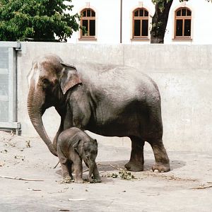 Leipzig Zoo 2002 - Asiatic Elephant and young calf
