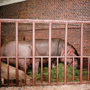 Leipzig Zoo 2002 - Common Hippopotamus indoor exhibit