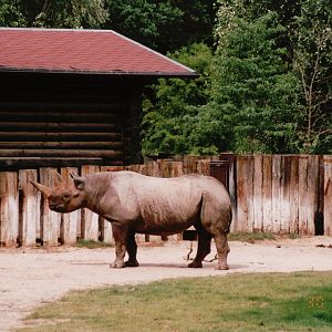 Leipzig Zoo 2002 - Black Rhinoceros