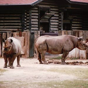 Leipzig Zoo 2002 - Black Rhinoceros
