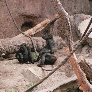 Leipzig Zoo 2002 - Gorilla indoor exhibit in Pongoland