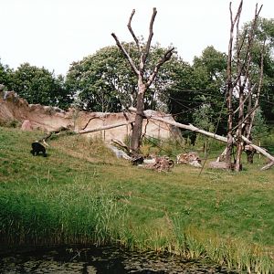 Leipzig Zoo 2002 - Chimpanzee outdoor exhibit in Pongoland