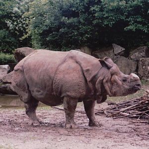 Hellabrunn 1999 - Indian Rhinoceros