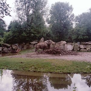 Hellabrunn 1999 - Indian Rhinoceros exhibit