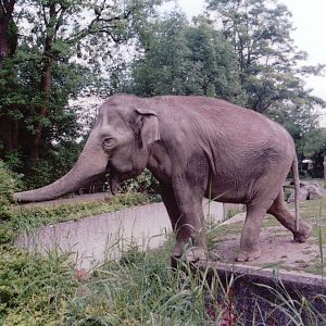 Hellabrunn 1999 - Asiatic Elephants