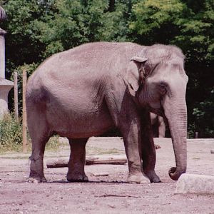 Hellabrunn 1999 - Asiatic Elephant