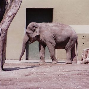 Hellabrunn 1999 - Asiatic Elephants