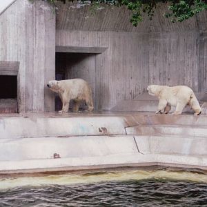 Hellabrunn 1999 - Polar Bears