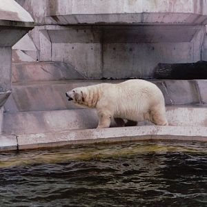 Hellabrunn 1999 - Polar Bear