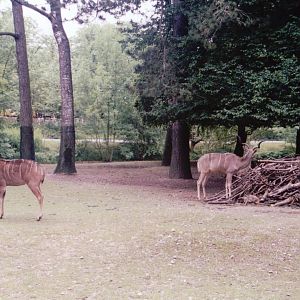 Hellabrunn 1999 - Greater Kudu