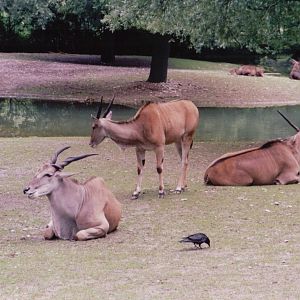 Hellabrunn 1999 - Common Eland