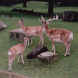Hellabrunn 1999 - Mesopotamian Fallow Deer