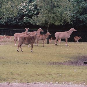 Hellabrunn 1999 - Nilgai, Chital Deer and Blackbuck