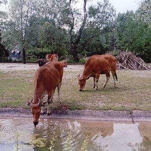 Hellabrunn 1999 - Javan Banteng