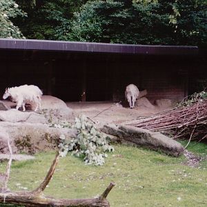 Hellabrunn 1999 - Rocky Mountain Goats