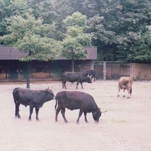 Hellabrunn 1999 - Heck Cattle exhibit