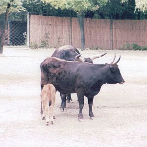 Hellabrunn 1999 - Heck Cattle
