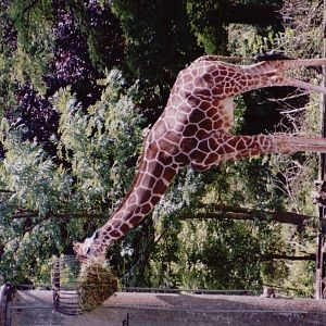 Hellabrunn 1999 - Reticulated Giraffe